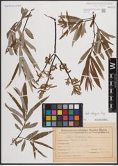 Foto von Salix eleagnos Scop.